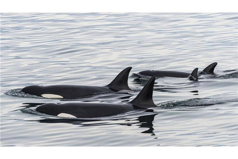 Mehr als zwei sind eine Gruppe: Orcas auf gemeinsamer Nahrungssuche